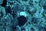 Close-Up View of Coral Reef in Saba Marine Park, Saba, Netherlands Antilles