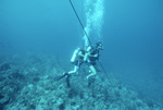 Two Divers Hold Distance Line in Outer Limits Pinnacle, Saba Marine Park, Netherlands Antilles