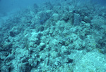 Underwater View of Babylon Dive Site in Ladder Bay, Saba Marine Park, Netherlands Antilles