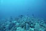 School of Fish in Coral Reef in Saba Marine Park, Saba, Netherlands Antilles