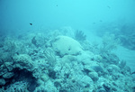 Underwater View of Coral Reef in Saba Marine Park, Saba, Netherlands Antilles, E