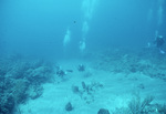 Three Divers Observe Coral Reef at Saba Marine Park, Saba, Netherlands Antilles