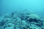 Underwater View of Coral Reef in Saba Marine Park, Saba, Netherlands Antilles, F