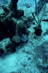 Underwater View of Coral Reef in Saba Marine Park, Saba, Netherlands Antilles, G