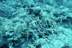 Underwater View of Coral Reef in Saba Marine Park, Saba, Netherlands Antilles, H