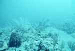 Underwater View of Coral Reef in Saba Marine Park, Saba, Netherlands Antilles, I