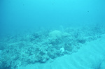 Underwater View of Coral Reef in Saba Marine Park, Saba, Netherlands Antilles, J