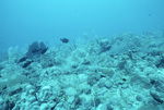 Underwater View of Coral Reef in Saba Marine Park, Saba, Netherlands Antilles, K