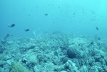 Underwater View of Coral Reef in Saba Marine Park, Saba, Netherlands Antilles, L