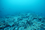 Underwater View of Coral Reef in Saba Marine Park, Saba, Netherlands Antilles, M