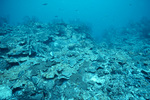 Underwater View of Coral Reef in Saba Marine Park, Saba, Netherlands Antilles, N