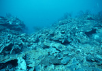 Underwater View of Coral Reef in Saba Marine Park, Saba, Netherlands Antilles, O