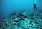 Diver Explores Coral Reef in Saba Marine Park, Saba, Netherlands Antilles, B