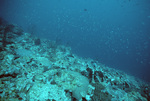 Underwater View of Coral Reef in Saba Marine Park, Saba, Netherlands Antilles, P