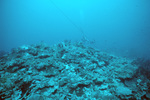 Underwater View of Coral Reef in Saba Marine Park, Saba, Netherlands Antilles, Q