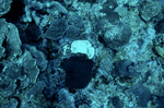 Underwater View of Coral Reef in Saba Marine Park, Saba, Netherlands Antilles, R