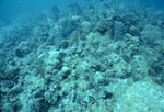 Underwater View of Saba Marine Park Babylon Dive Site, Ladder Bay, Saba, Netherlands Antilles, A