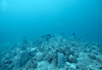 Underwater View of Saba Marine Park Babylon Dive Site, Ladder Bay, Saba, Netherlands Antilles, B