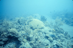 Yellowtail Parrotfish at Saba Marine Park Babylon Dive Site in Ladder Bay, Saba, Netherlands Antilles