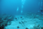 Four Divers Explore Saba Marine Park Babylon Dive Site in Ladder Bay, Saba, Netherlands Antilles