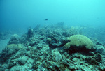 Underwater View of Saba Marine Park Babylon Dive Site, Ladder Bay, Saba, Netherlands Antilles, C