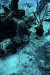 Underwater View of Saba Marine Park Babylon Dive Site, Ladder Bay, Saba, Netherlands Antilles, D