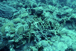 Underwater View of Saba Marine Park Babylon Dive Site, Ladder Bay, Saba, Netherlands Antilles, E