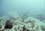 Underwater View of Saba Marine Park Babylon Dive Site, Ladder Bay, Saba, Netherlands Antilles, F