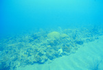 Underwater View of Saba Marine Park Babylon Dive Site, Ladder Bay, Saba, Netherlands Antilles, G