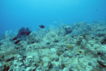 Underwater View of Saba Marine Park Babylon Dive Site, Ladder Bay, Saba, Netherlands Antilles, H