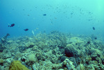 Underwater View of Saba Marine Park Babylon Dive Site, Ladder Bay, Saba, Netherlands Antilles, I