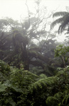 Rainforest Atop Mount Scenery on Saba, Netherlands Antilles