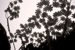 Foliage Atop Mount Scenery on Saba, Netherlands Antilles