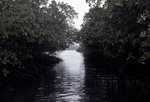 Mangrove Forest on Martinique, France