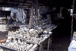 Sea Shells for Sale in Fort-de-France on Martinique, France