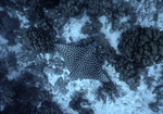 Spotted Eagle Ray South of Buck Island in St. Croix, United States Virgin Islands by John C. Ogden