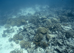 Coral Reef after Hurricane Hugo near Buck Island, St. Croix, United States Virgin Islands, A