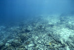 Coral Reef after Hurricane Hugo near Buck Island, St. Croix, United States Virgin Islands, B