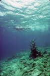 Snorkeler Observes Coral Reef South of Buck Island in St. Croix, United States Virgin Islands, A by John C. Ogden