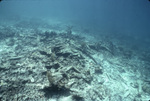 Coral Reef after Hurricane Hugo near Buck Island, St. Croix, United States Virgin Islands, C