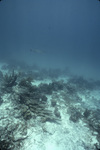 Barracuda South of Buck Island in St. Croix, United States Virgin Islands, A