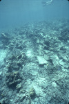 Snorkeler Observes Coral Reef South of Buck Island in St. Croix, United States Virgin Islands, B by John C. Ogden