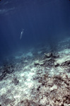 Barracuda South of Buck Island in St. Croix, United States Virgin Islands, B