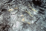 Coral Reef after Hurricane Hugo near Buck Island, St. Croix, United States Virgin Islands, D