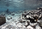 Coral Reef after Hurricane Hugo near Buck Island, St. Croix, United States Virgin Islands, E