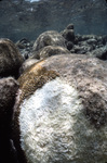 Boulder Brain Coral after Hurricane Hugo near Buck Island, St. Croix, United States Virgin Islands