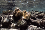 Coral Reef after Hurricane Hugo near Buck Island, St. Croix, United States Virgin Islands, F