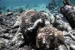 Bleaching Coral after Hurricane Hugo near Buck Island, St. Croix, United States Virgin Islands