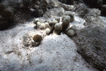 Coral Reef after Hurricane Hugo near Buck Island, St. Croix, United States Virgin Islands, G