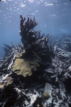 Coral Reef after Hurricane Hugo near Buck Island, St. Croix, United States Virgin Islands, H